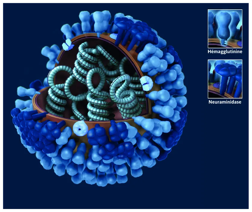 Grippe · inserm, la science pour la santé