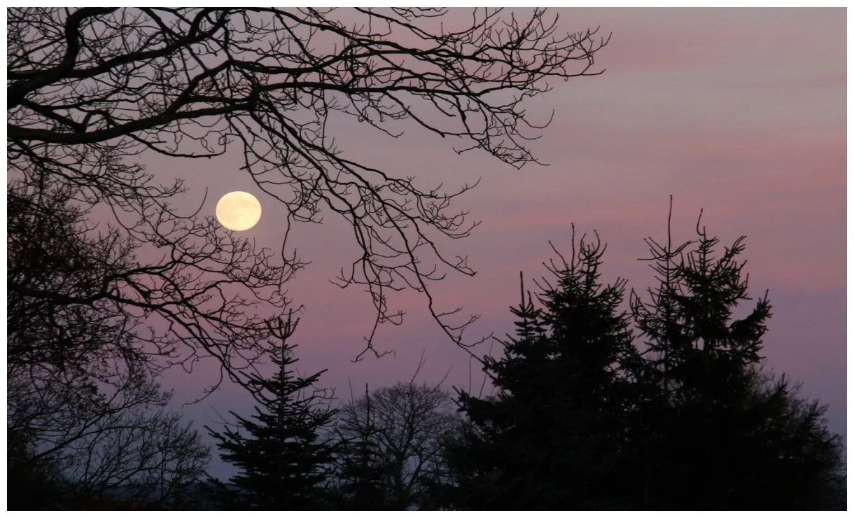 Und bäume schöpfung