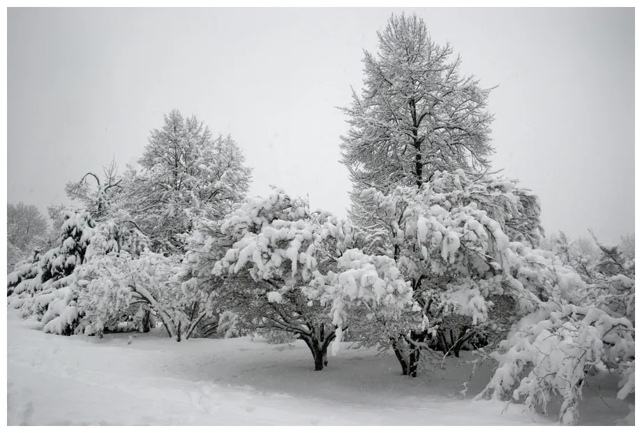 Predicting winter myths and folklore to tell what's in store!